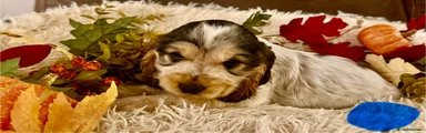 Cocker Spaniel 5