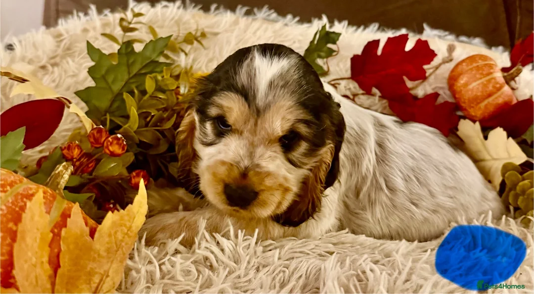 Cocker Spaniel dogs for sale: Show type cocker spaniels ready soon - Advert 12