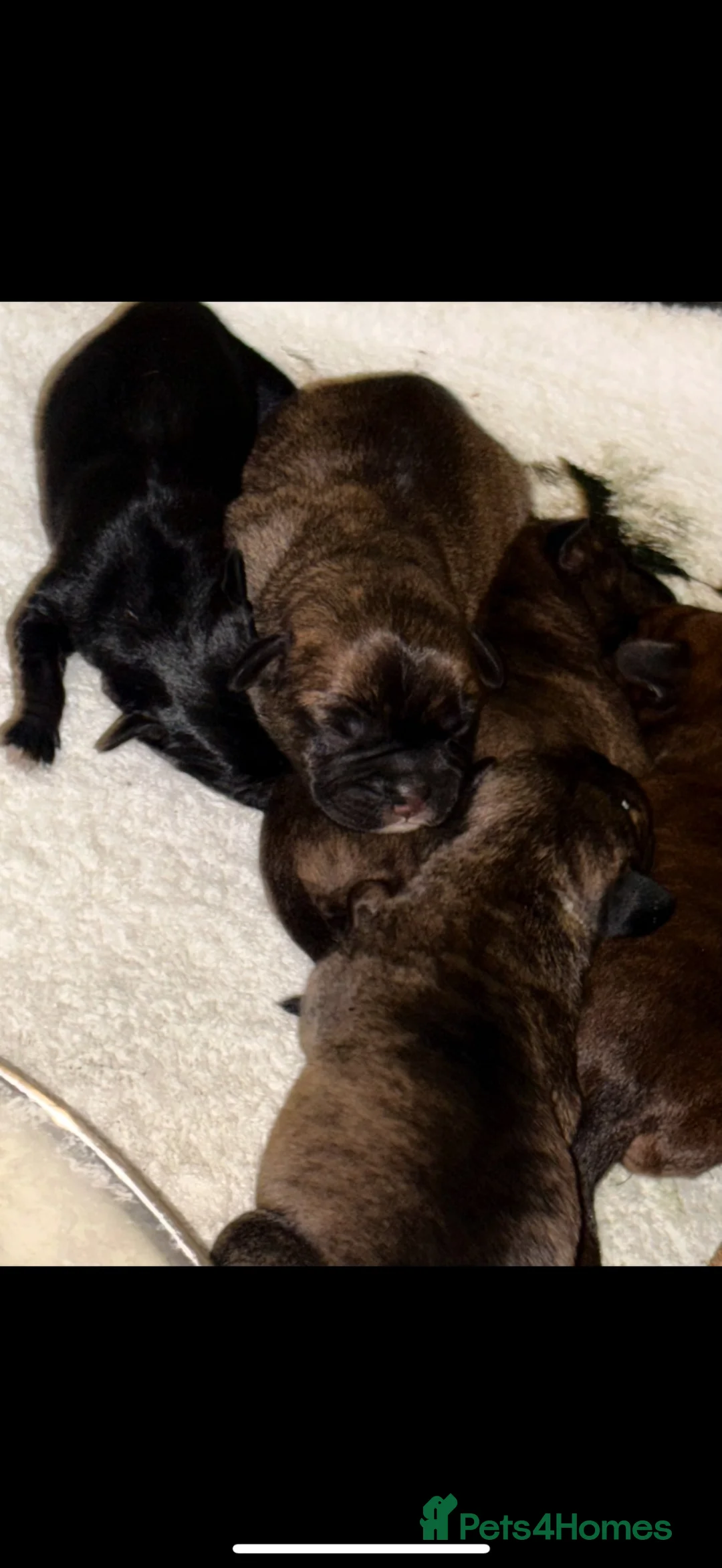 French Bulldog dogs for sale: Beautiful French Bulldog puppies - Advert 10