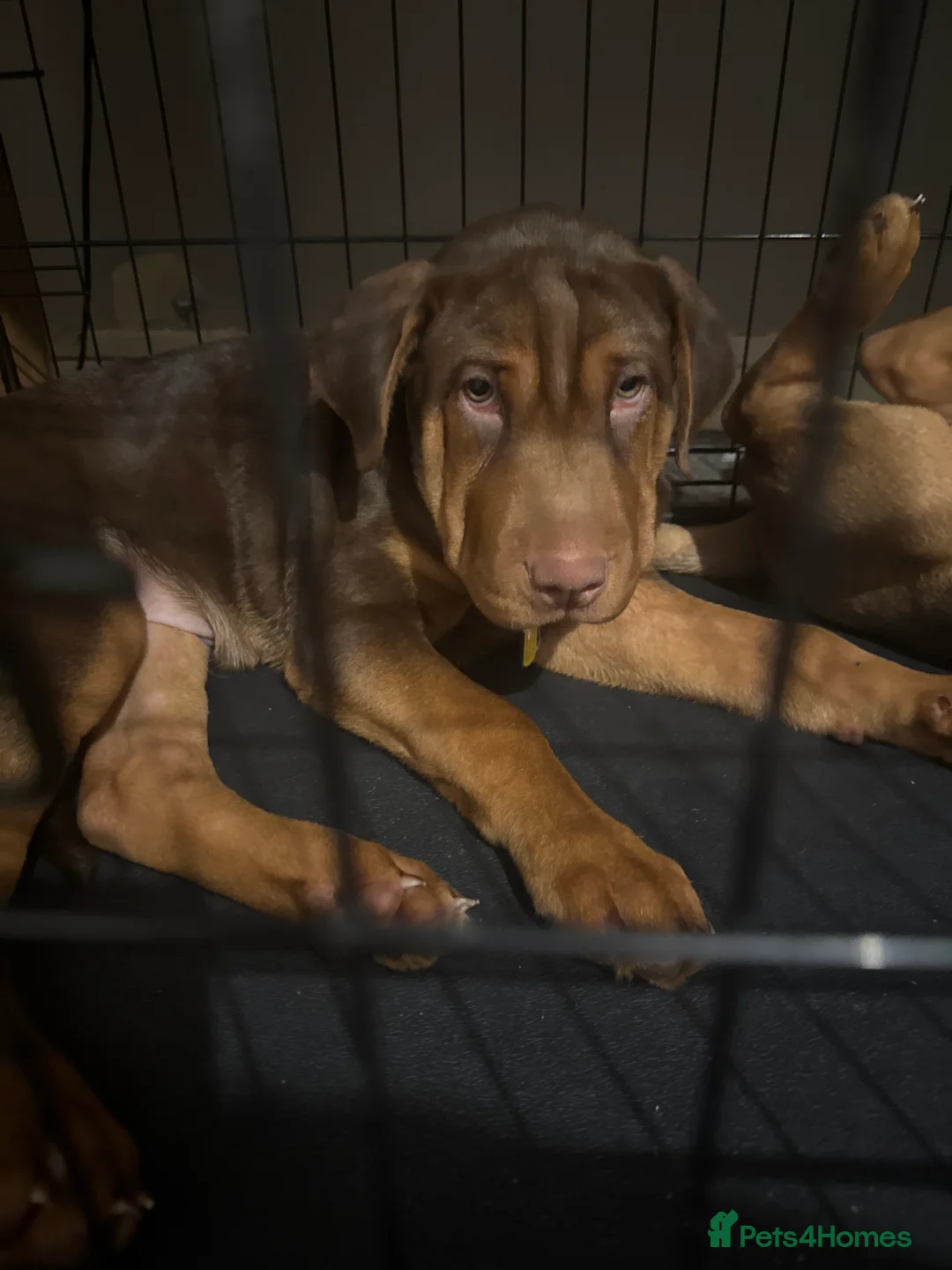 Mixed Breed dogs for sale: 14 week old puppy  in Leeds - Advert 2