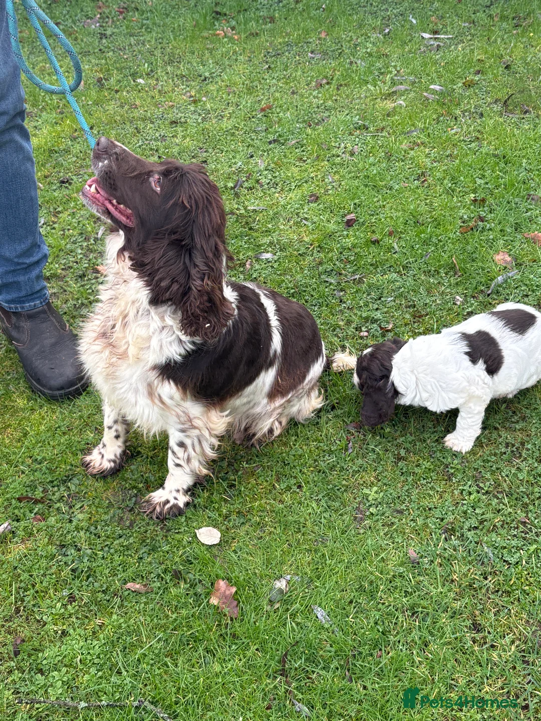 Cocker Spaniel dogs for sale: Beautiful chocolate and white springer spaniel  - Advert 1
