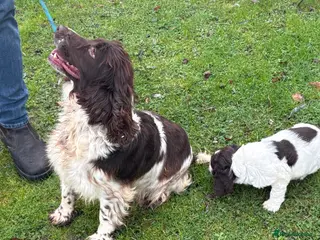 Cocker Spaniel dogs Beautiful chocolate and white cocker spaniel - Advert 2