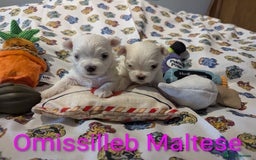 Maltese dogs for sale: Gorgeous KC pedigree Maltese puppy reduced price - Image 18