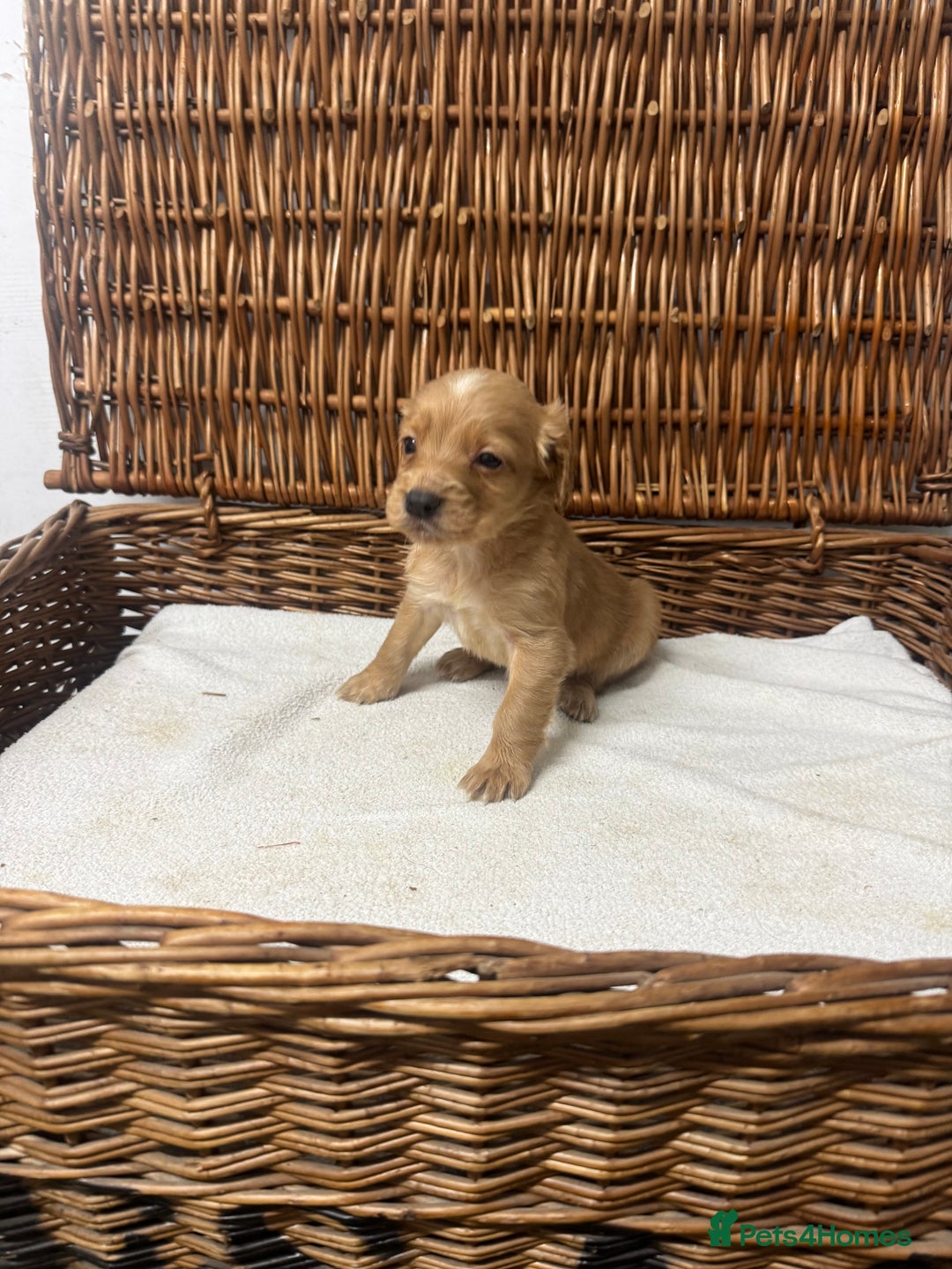 Cocker Spaniel dogs for sale: Fully DNA health tested cocker spaniel puppies - Advert 20