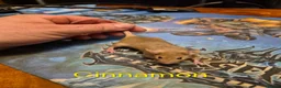 Mouse rodents for sale: 10 Cute Female Baby Fancy Mice - Advert 9