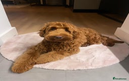 Australian Labradoodle dogs for sale: Australian Labradoodle For A New Home - Image 3