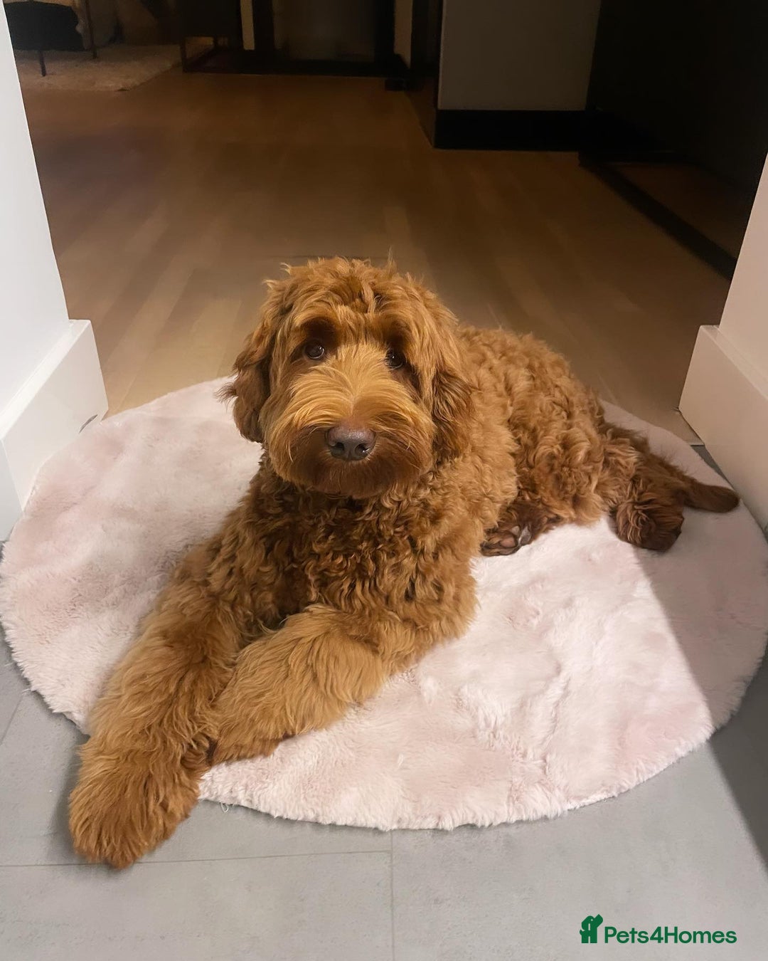 Australian Labradoodle dogs for sale: Australian Labradoodle For A New Home - Image 3