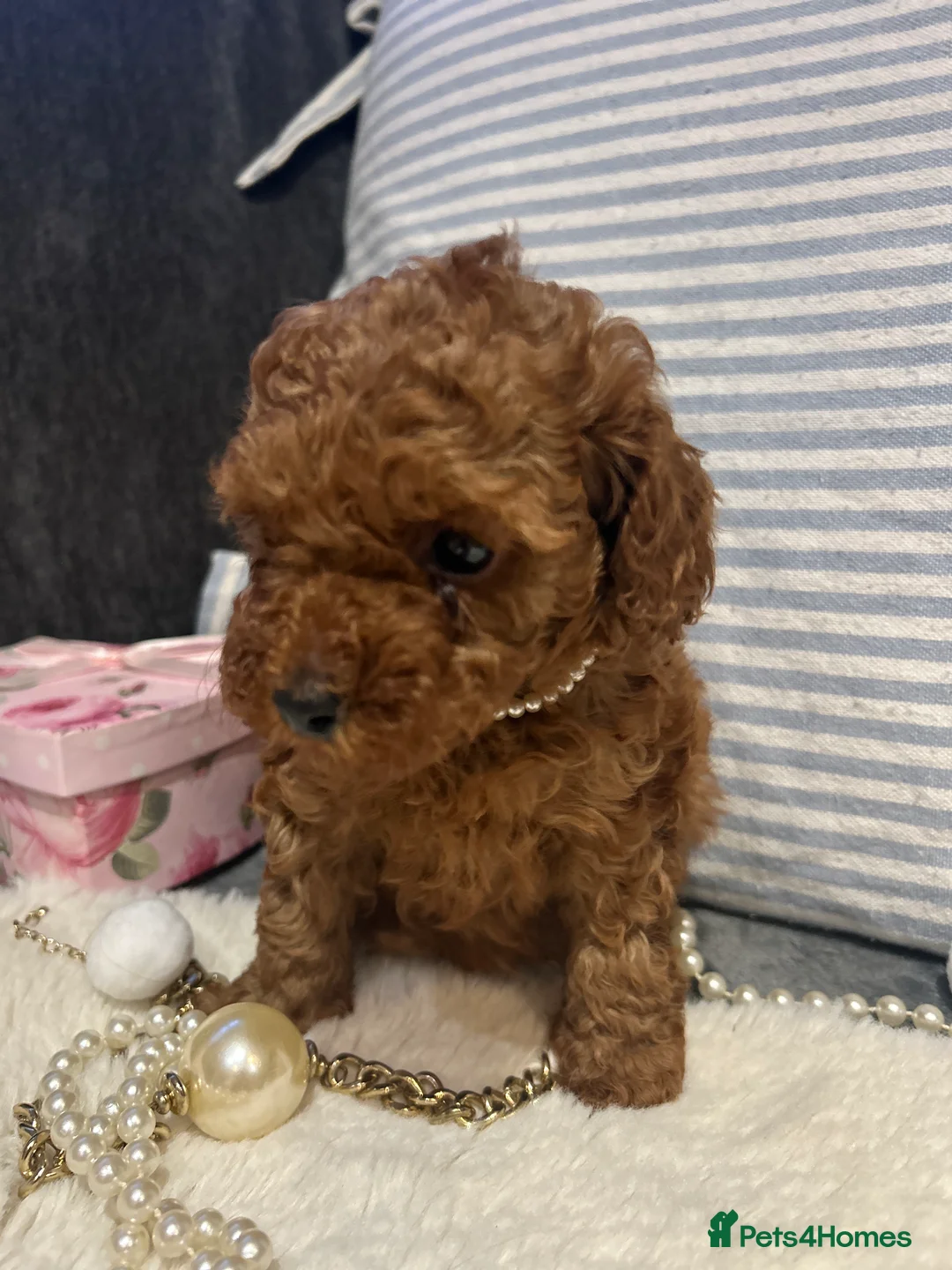 Toy Poodle dogs for sale: 🐩 Toy Poodle Red Puppies - Advert 19