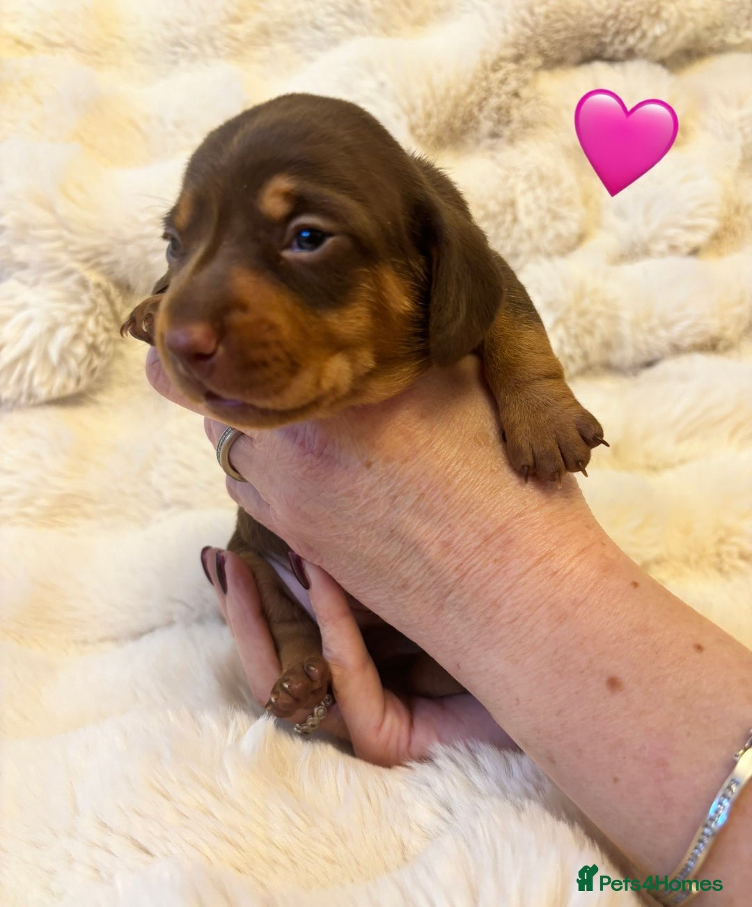 Miniature Dachshund dogs for sale: 🥇KC Registered Miniature Dachshunds Champion Line - Advert 8
