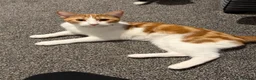 Mixed Breed cats for sale: cats free!  in Winsford - Advert 4