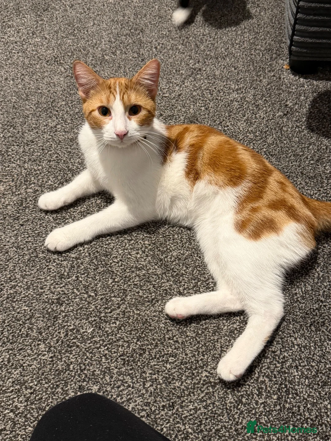 Mixed Breed cats for sale: cats free!  in Winsford - Advert 4