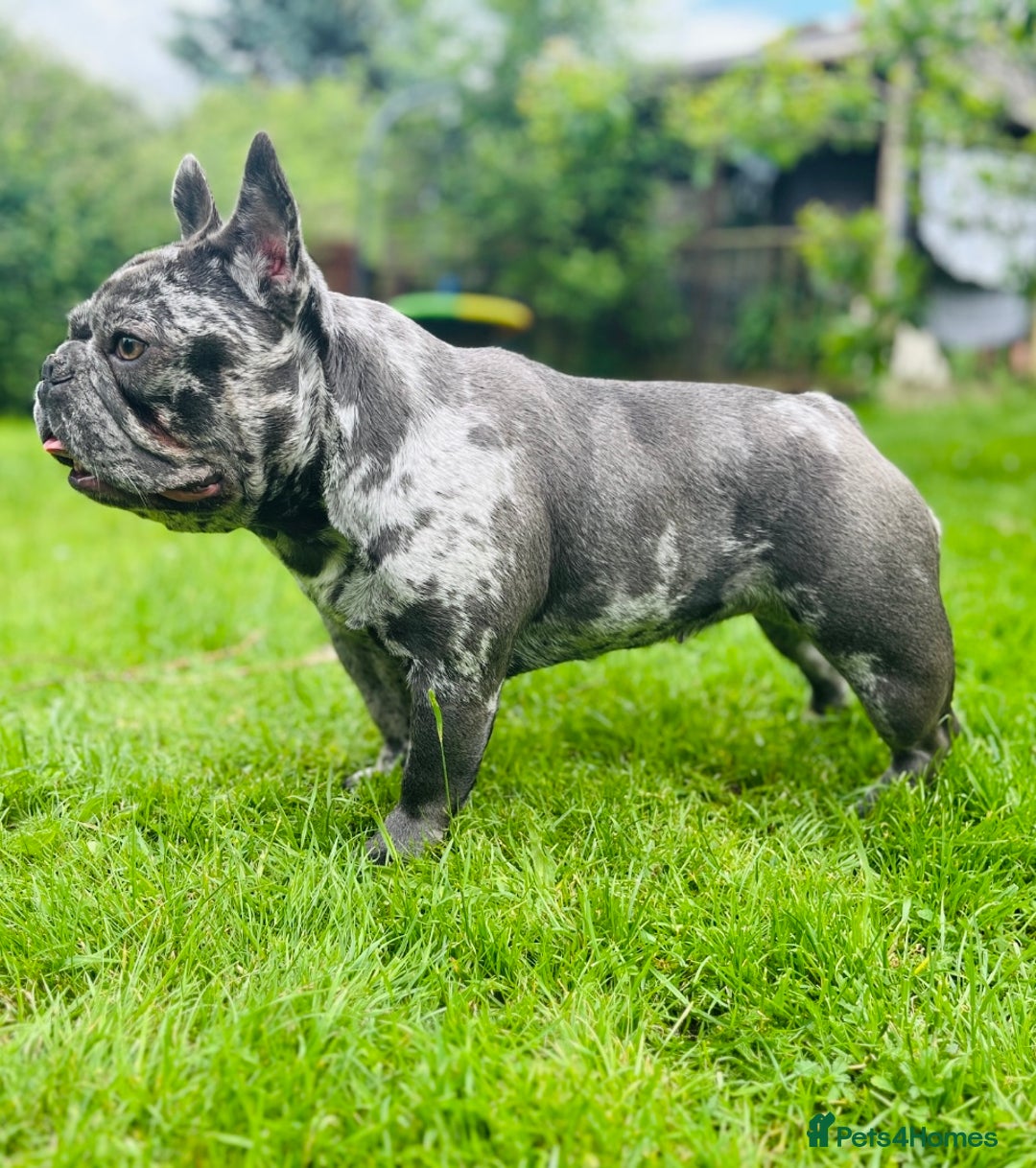 French Bulldog dogs for sale: Dottie French bulldog girl  - Image 14