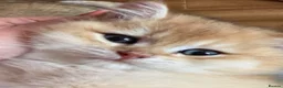 British Shorthair cats for sale: Ready Show quality golden chinchillas - Advert 17