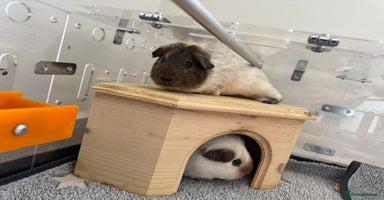 Guinea Pig rodents - Advert 14