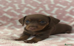 Miniature Dachshund dogs for sale: Miniature Dachshunds  - Image 7