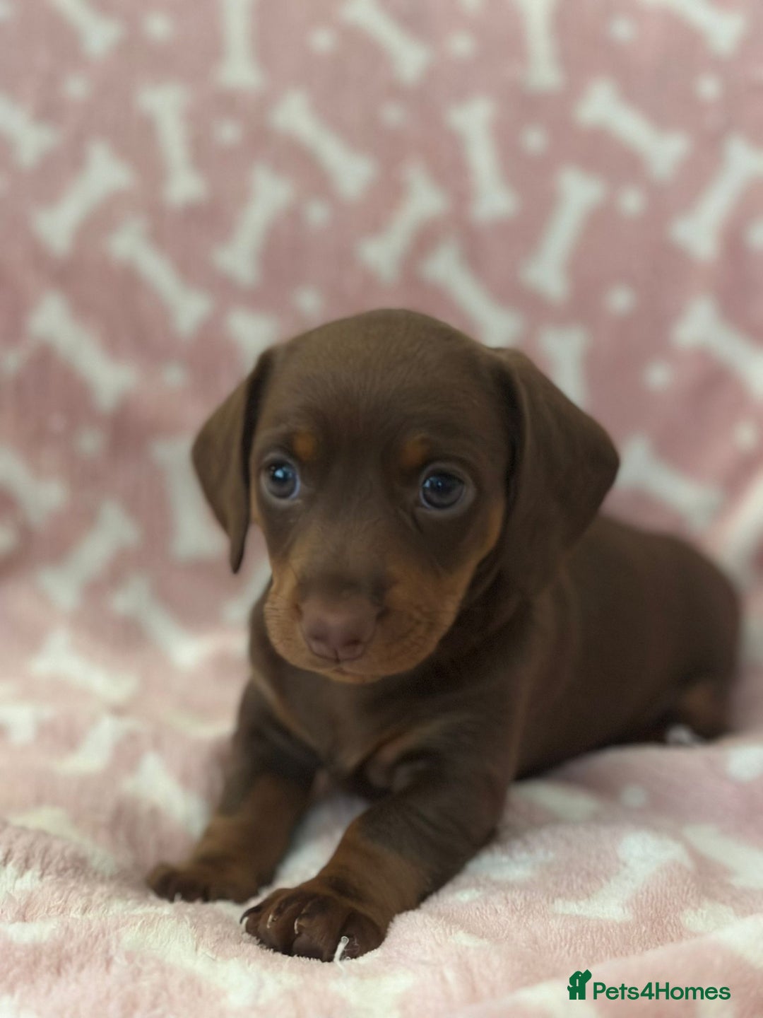 Miniature Dachshund dogs for sale: Miniature Dachshunds  - Image 7