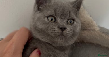 British Shorthair cats - Advert 4