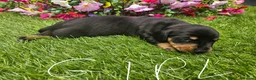 Dachshund dogs for sale: Dachshunds 8 Puppies 5 Girls,  3 Boys - Advert 14