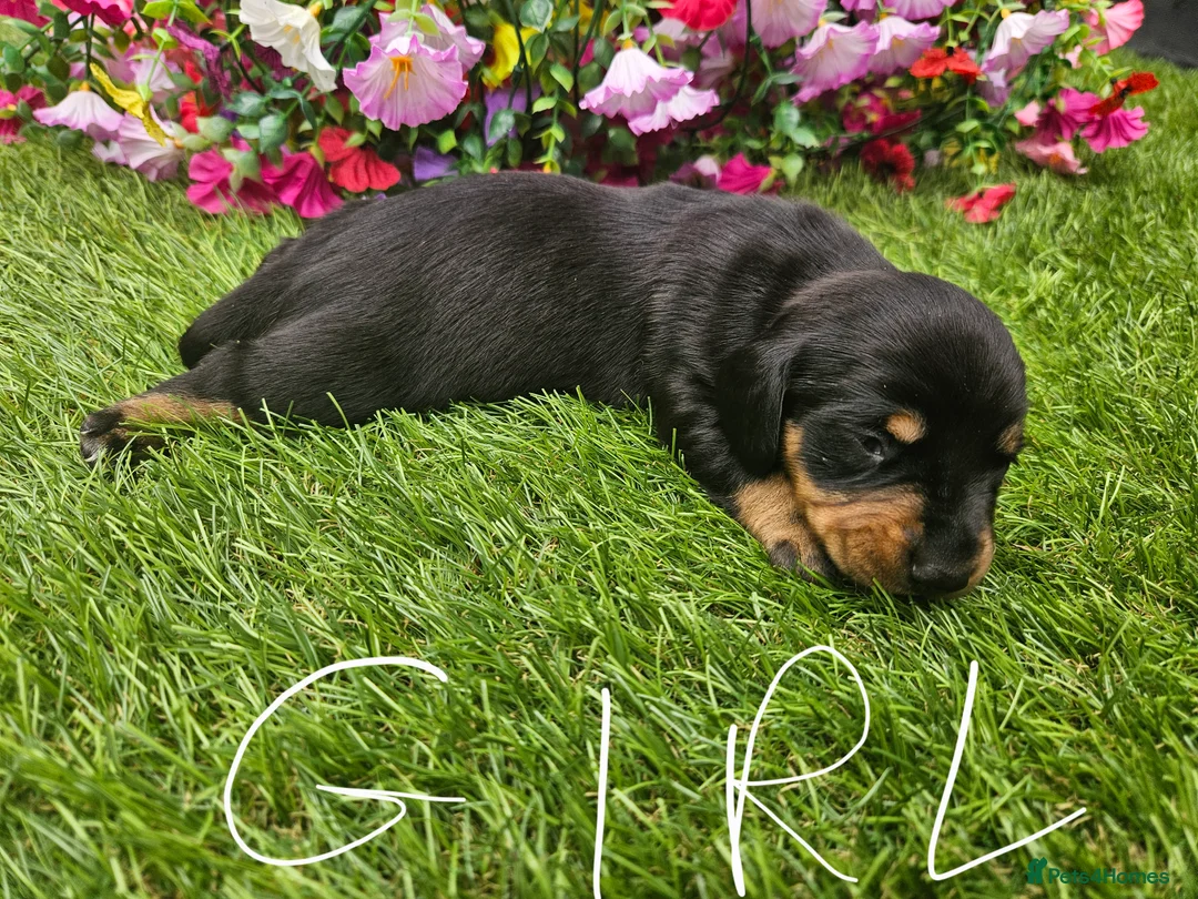 Dachshund dogs for sale: Dachshunds 8 Puppies 5 Girls,  3 Boys - Advert 14
