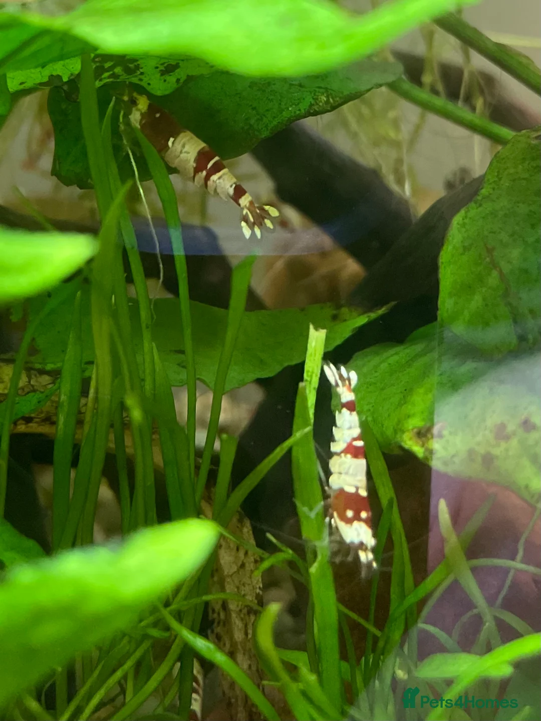 Shrimps fish for sale: Crystal Red Bee Shrimp (Caridina cantonensis) - Advert 8