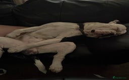 Alapaha Blue Blood Bulldog dogs for sale: Alpha bulldog - Image 1