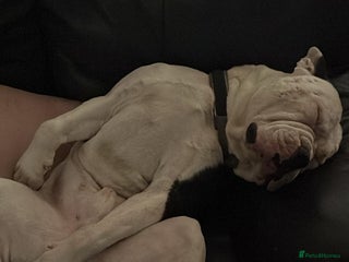 Alapaha Blue Blood Bulldog dogs - Advert 6