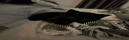 Russian Blue cats for sale: Mixed Russian blue black kitten 🩷 - Advert 5