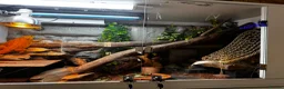 Dragon reptiles for sale: 4 year old male Beardie - Advert 3