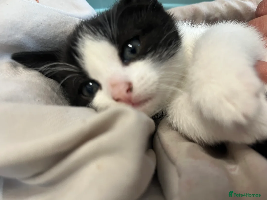 Mixed Breed cats for sale: Stunning Mixed Breed Tuxedo Female kittens - Advert 1