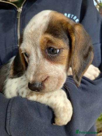 Beagle dogs - Advert 3