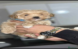 Maltipoo dogs for sale: Maltipoo - Image 6