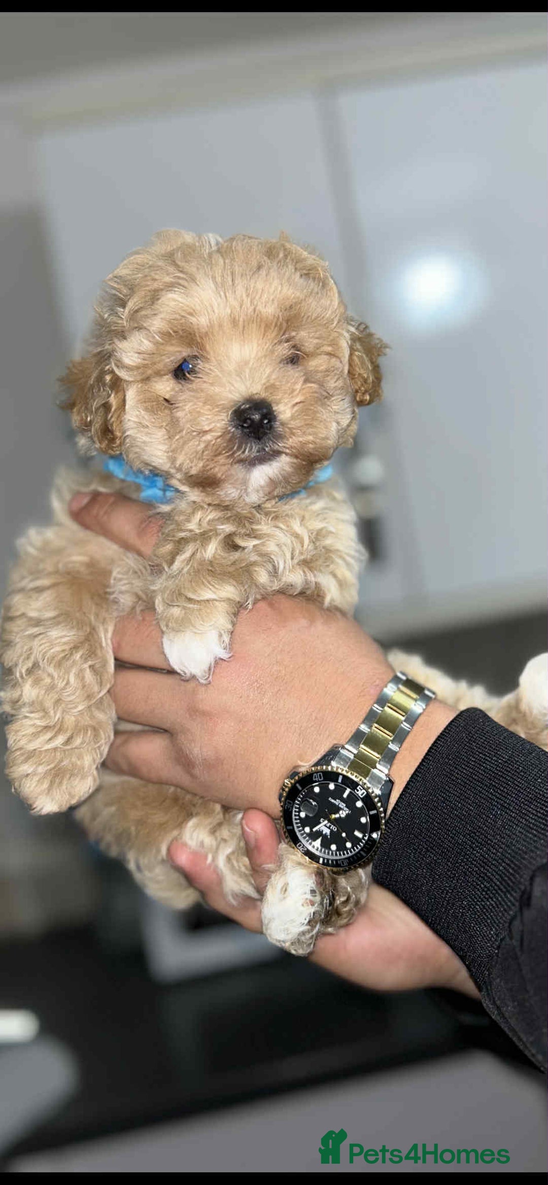 Maltipoo dogs for sale: Maltipoo - Image 6