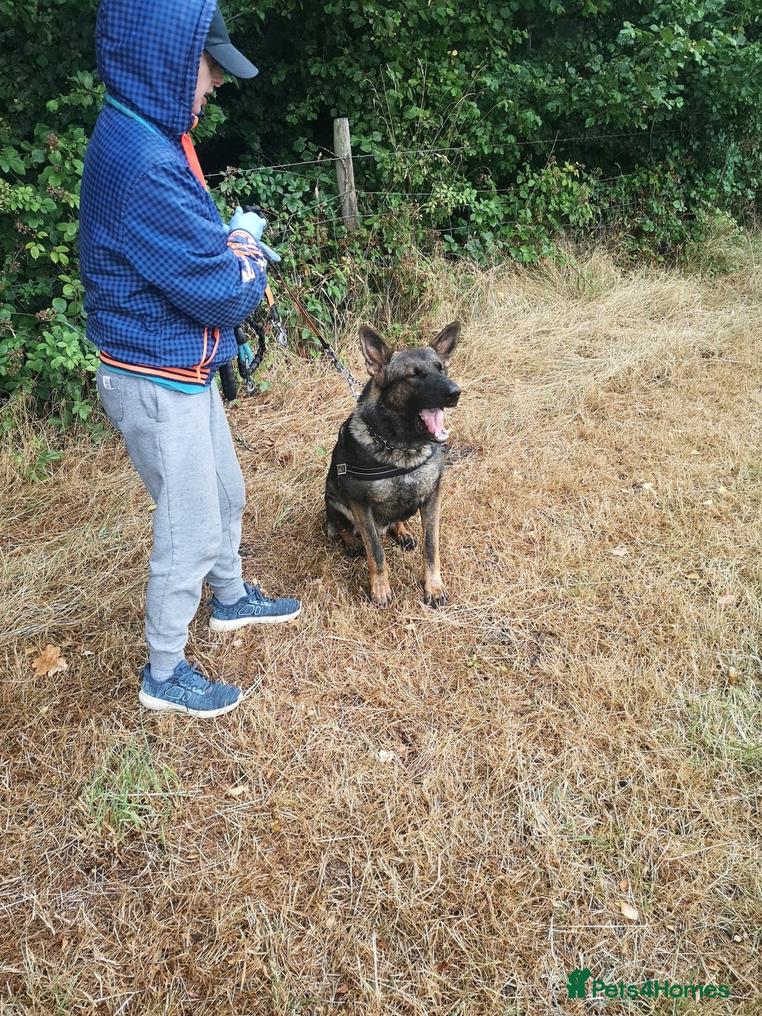 German Shepherd dogs for sale: 1 year old German Shepherd for sale - Image 4
