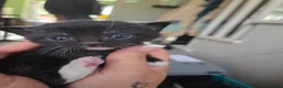 Mixed Breed cats for sale: Looking for homes - Advert 20