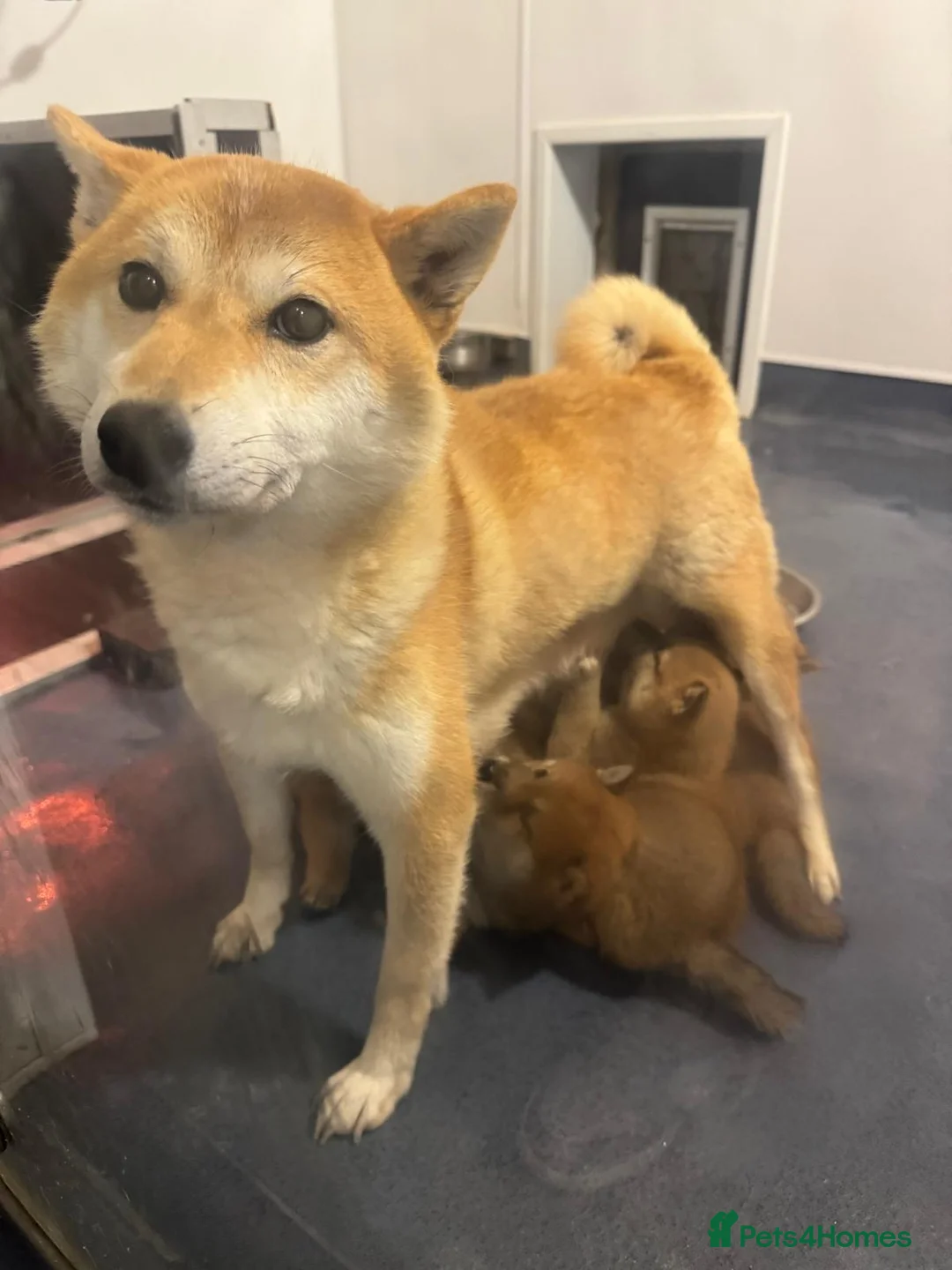 Japanese Shiba Inu dogs for sale: Shiba kc registered puppies  - Advert 1