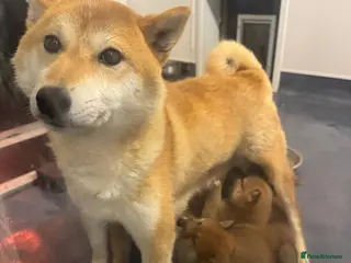 Japanese Shiba Inu dogs Shiba kc registered puppies - Advert 1