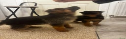 German Shepherd dogs for sale: Bloodline German shepherd puppy’s  - Advert 10