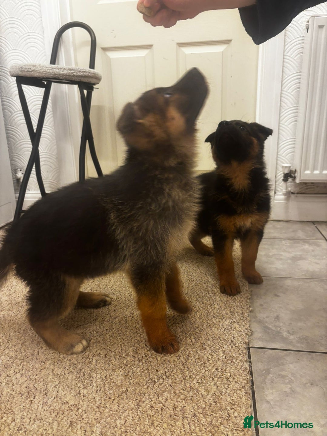 German Shepherd dogs for sale: Bloodline German shepherd puppy’s  - Advert 10