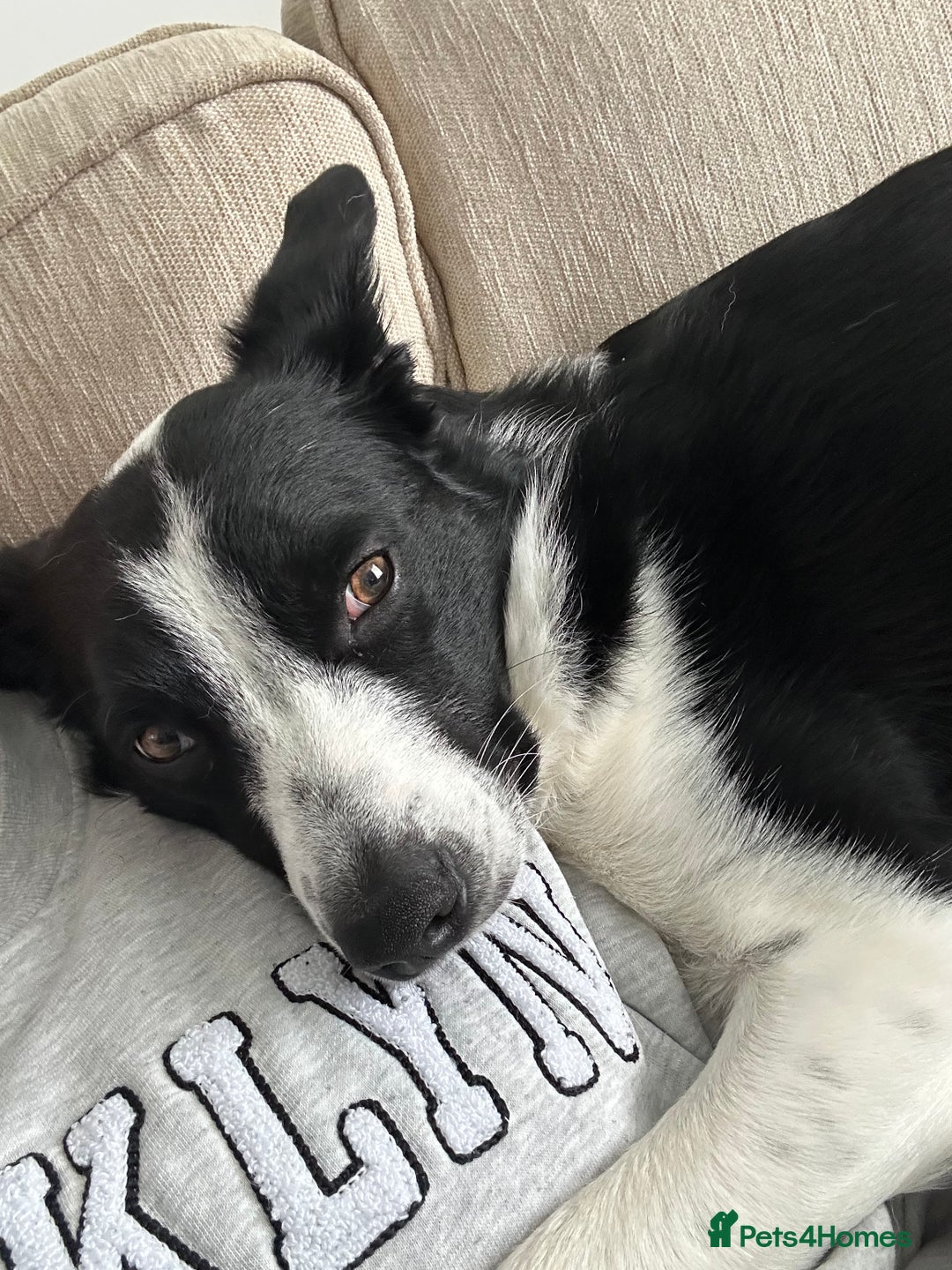 Border Collie dogs for stud: Border Collie for stud - Image 3