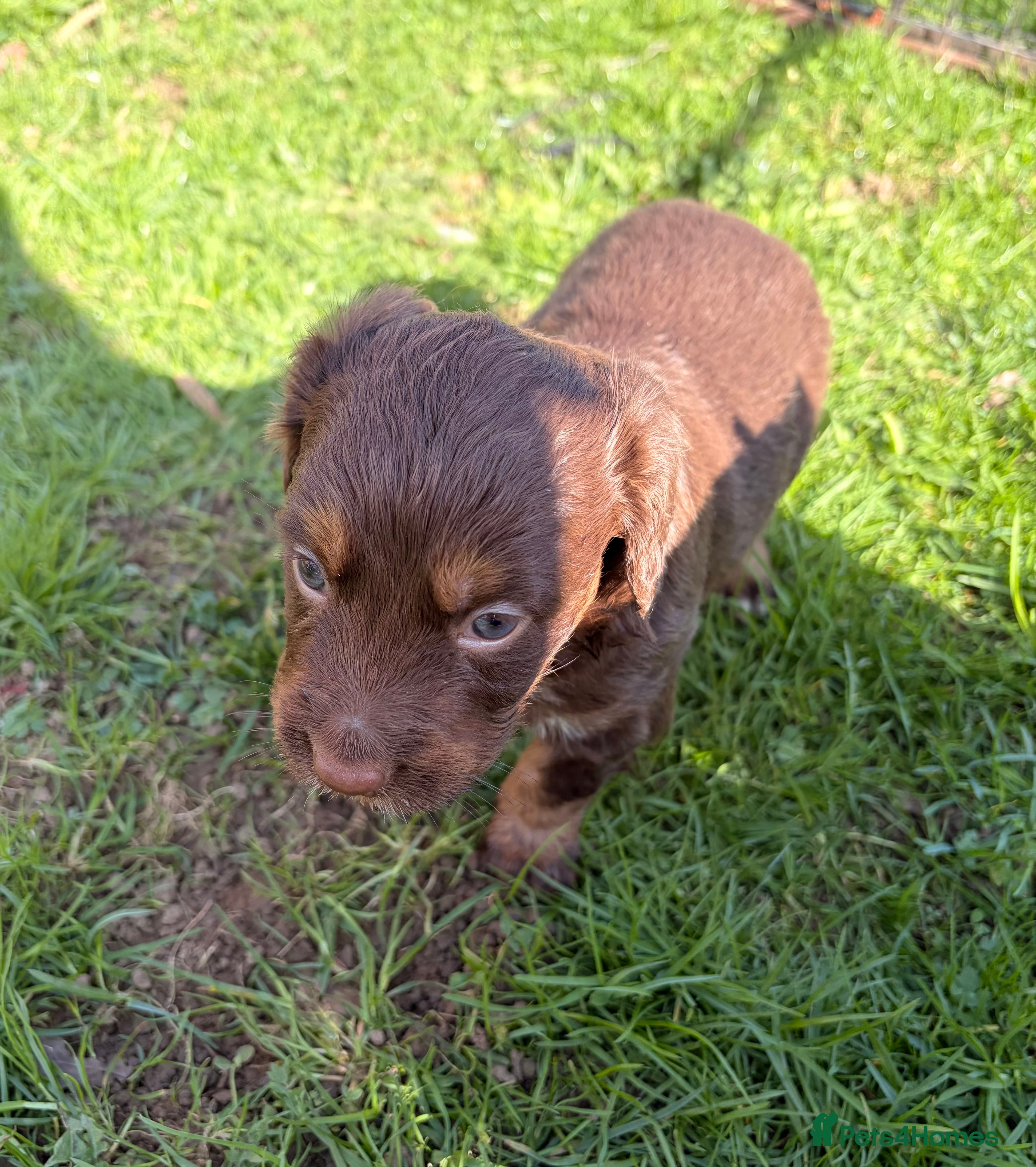 Cocker Spaniel dogs STUNNING WORKING COCKER SPANIEL PUPS.  - Advert 2