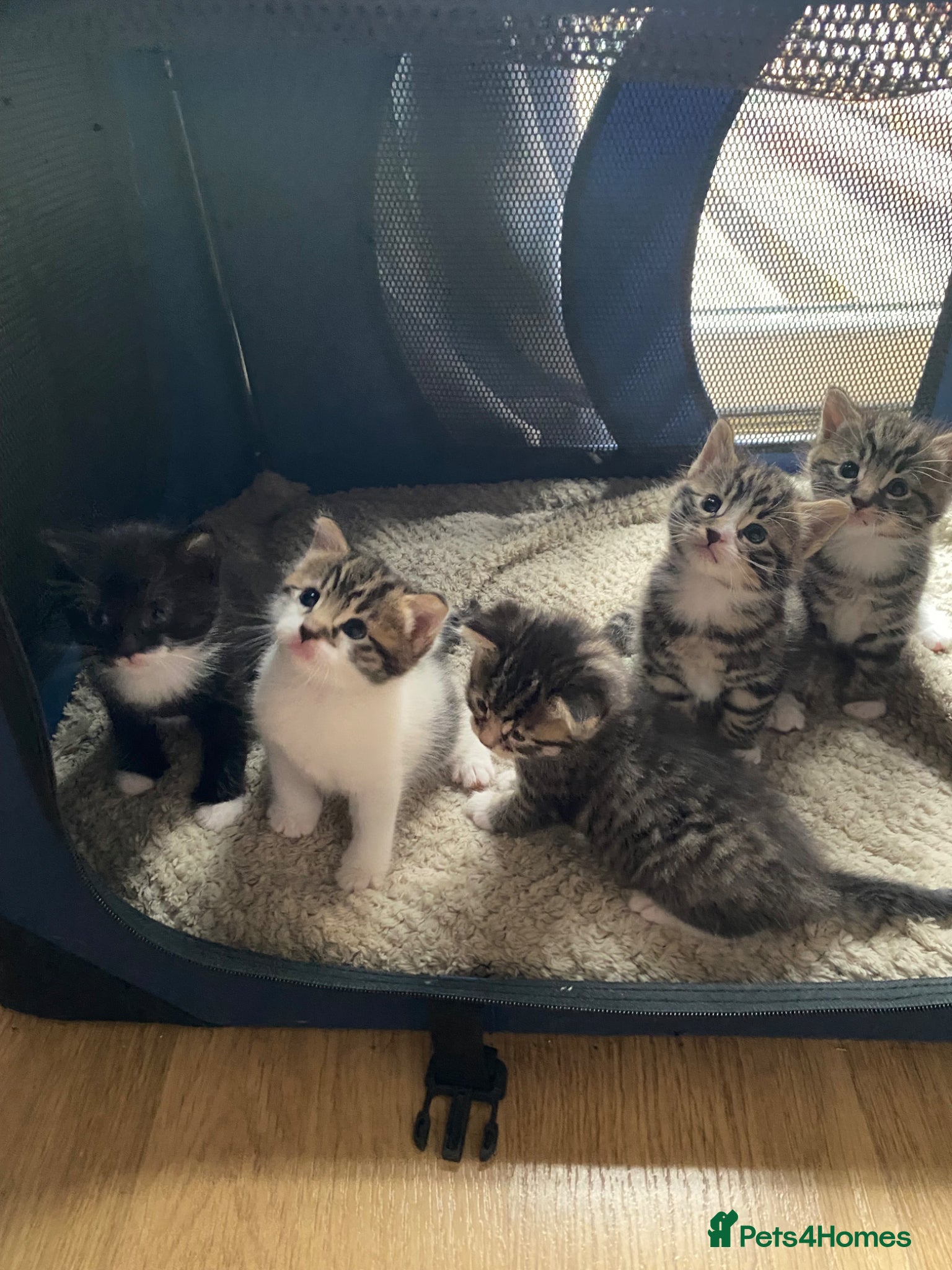 Mixed Breed cats 4 playful mixed kittens looking for forever homes - Advert 4