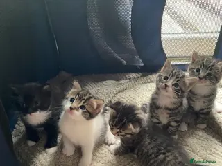 Mixed Breed cats 4 playful mixed kittens looking for forever homes - Advert 4