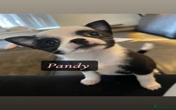 Chihuahua dogs for sale: READY NOW chihuahua x Pom puppies  - Image 11