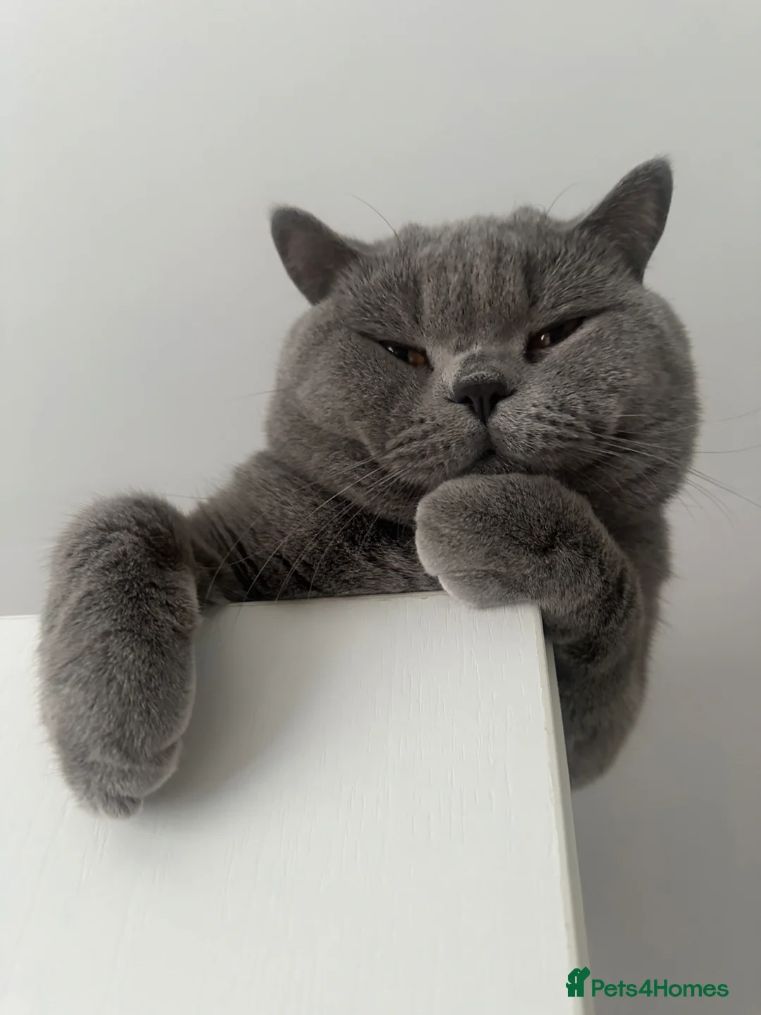 British Shorthair cats for sale: British Blue kittens  - Advert 14