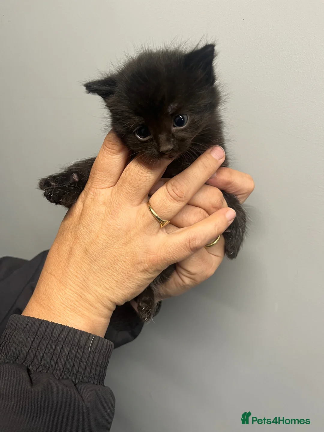 Mixed Breed cats for sale: Last little girl  - Advert 1