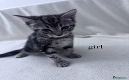 Mixed Breed cats for sale: Cute kittens looking for nice home  - Image 25