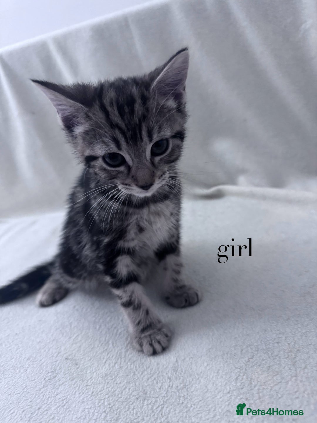 Mixed Breed cats for sale: Cute kittens looking for nice home  - Image 25