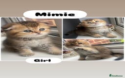 Scottish Fold cats for sale: Pedigree Scottish Fold & Straight kittens  - Image 5