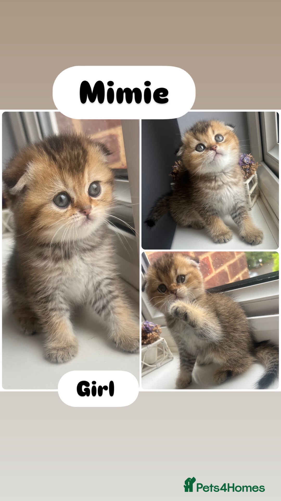 Scottish Fold cats for sale: Pedigree Scottish Fold & Straight kittens  - Image 5
