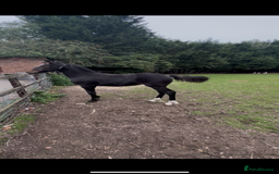 Friesian horses for sale: A Very Special Friesian x Irish Draught  - Image 3